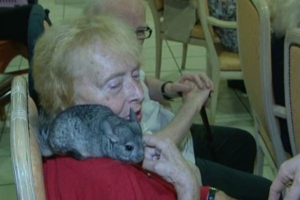 Moment de douceur grâce à un Chinchilla 