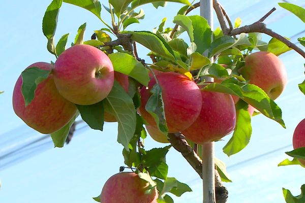 La saison 2020 des pommes ne s'annonce pas très abondante. Pas forcément une mauvaise nouvelle pour les producteurs qui ont des difficultés de recrutement de saisonniers en raison du coronavirus