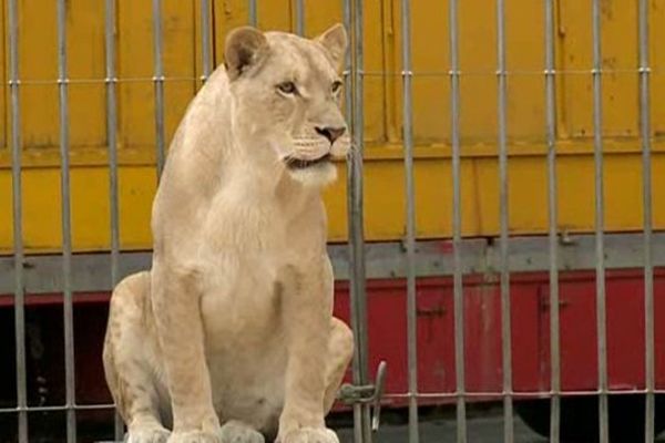 Le lion blanc est une forme mutante du lion de la sous-espèce Panthera leo krugeri ; il ne s'agit pas d'une sous-espèce séparée. Ils  ne sont pas non plus atteints d'albinisme. 