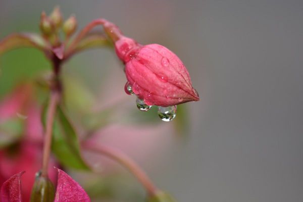 Bouton de fuchsia sous la pluie...