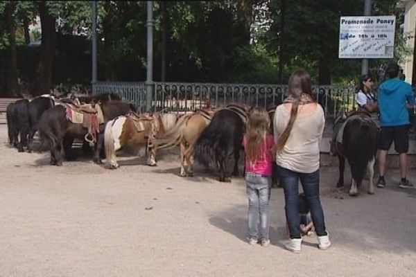 Les poneys du parc Micaud à Besançon