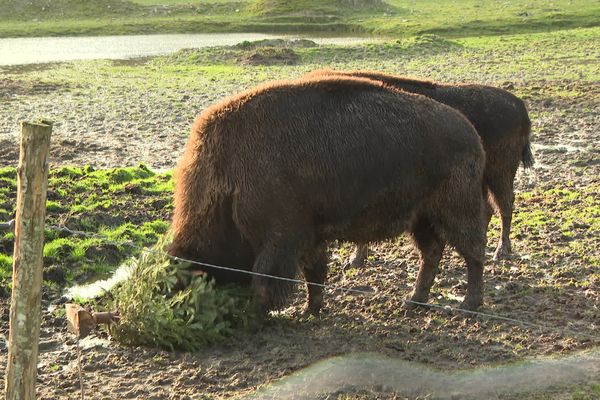 Les bisons du parc animalier d'Écouves, près d'Alençon, adorent jouer avec les sapins de Noël recyclés.