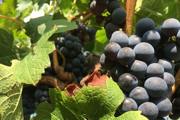 Le vignoble bordelais soumis aux aléas climatiques encore plus durement en 2018