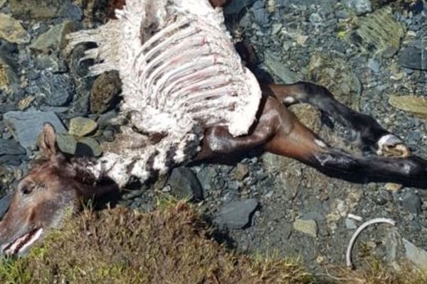 Le poulain a été tué et dévoré par le mâle Cachou, dimanche 8 septembre en Espagne