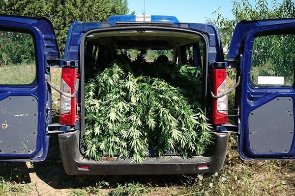 Un camion plein de 26 plants de cannabis. 