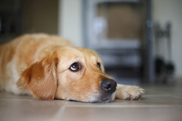 Les chiens sont les animaux les plus concernés par la zoophilie (illustration).