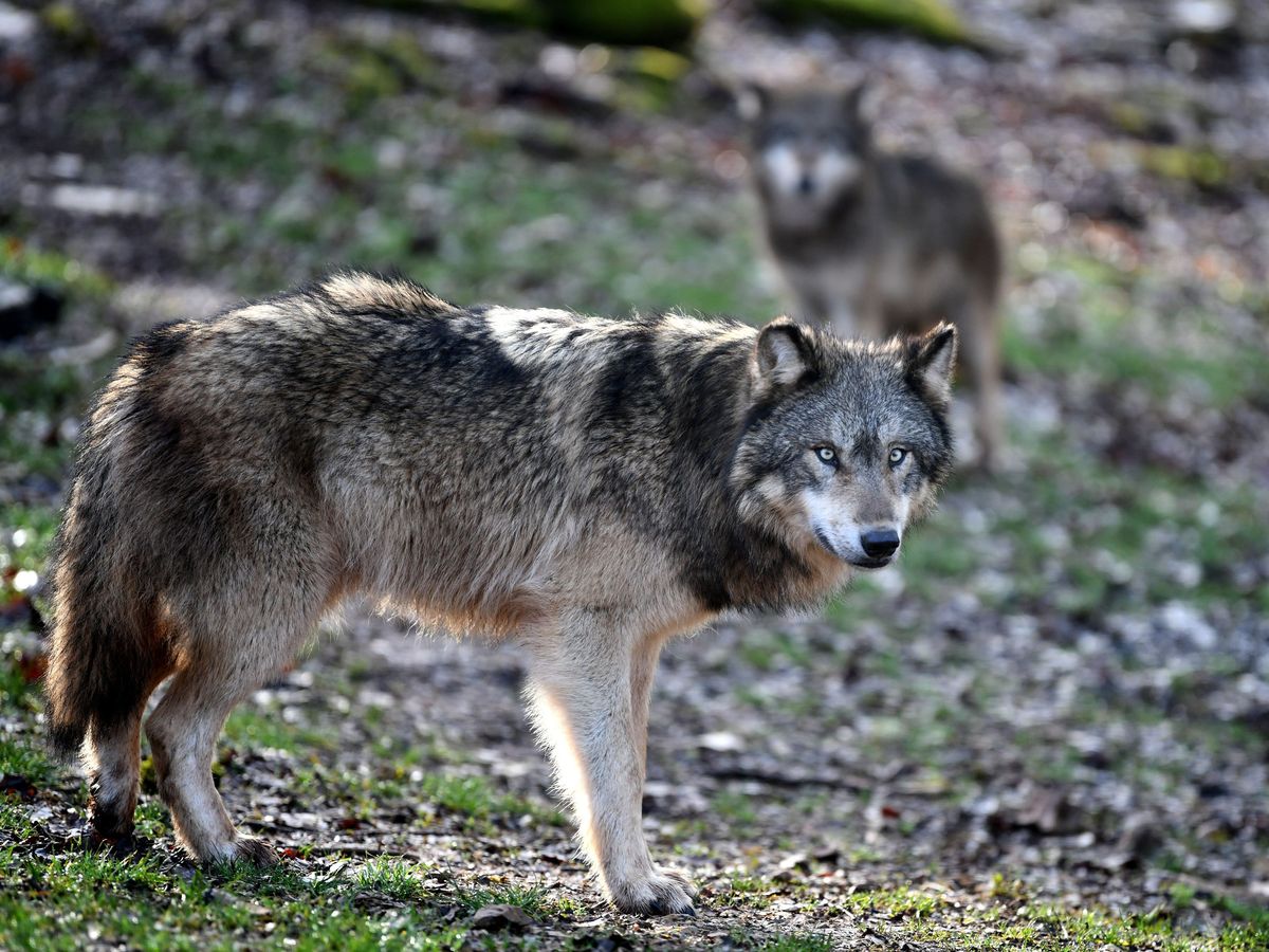 LE DÉCRYPTAGE/ ENVIRONNEMENT. Vrai ou faux : le loup a-t-il été