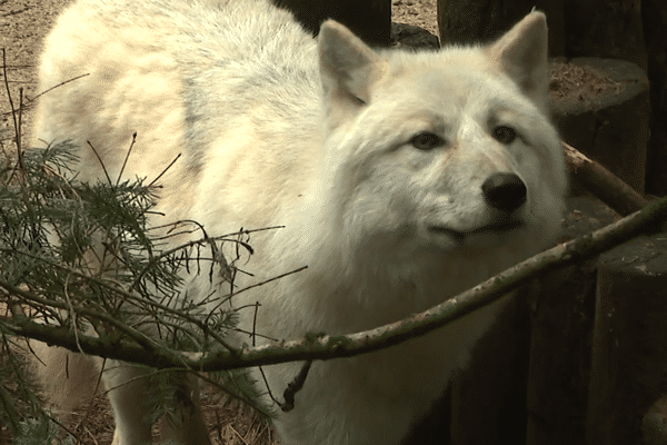 Une louve arctique vient de rejoindre le zoo de la Flèche