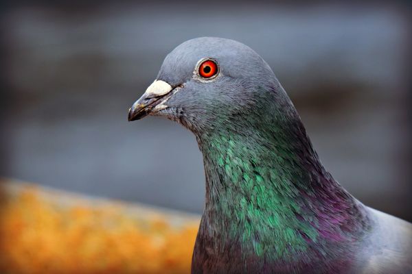 Les compétitions de pigeon voyageur demeurent interdites.