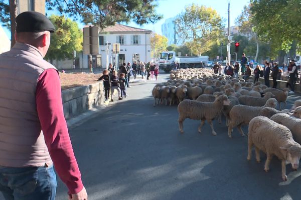 Pour la troisième édition des rencontres du Mérinos d'Arles, 1500 brebis ont envahi les rues de la ville