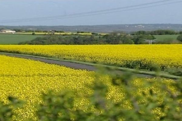 L'huile est issue du colza, cultivé et transformé en Poitou-Charentes