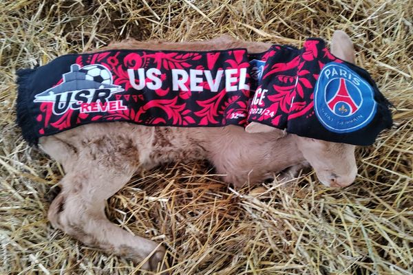 Le veau "US Revel" a décidé de naître pendant le match du club local face à Blagnac.