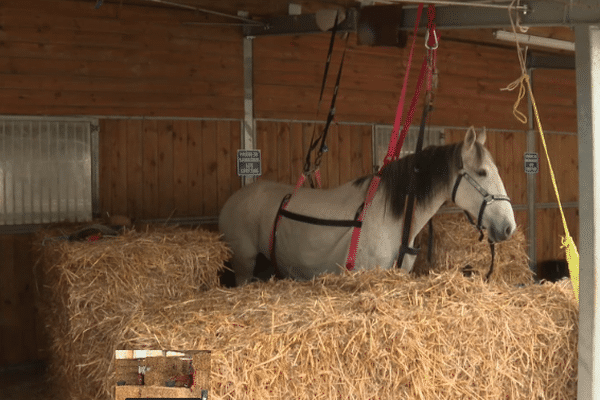 Les chevaux malades sont placés en quarantaine.