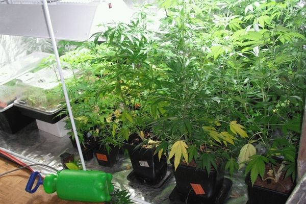 Les plants de cannabis