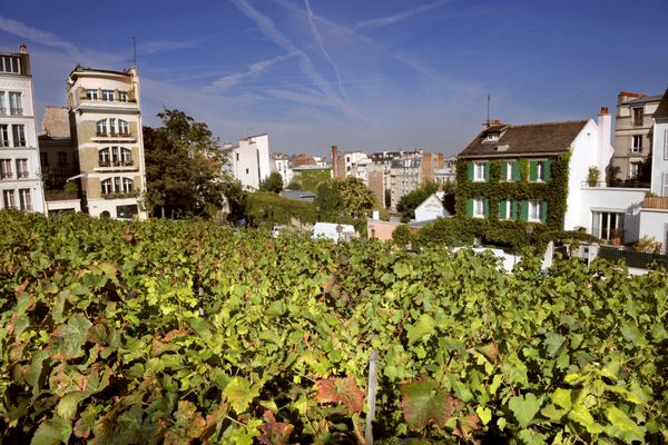 Le Clos Montmartre, le vignoble le plus célèbre de Paris