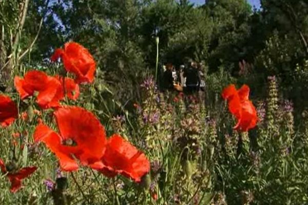 Dans son immense jardin le docteur Claudine Luu explique les vertus du coquelicot.