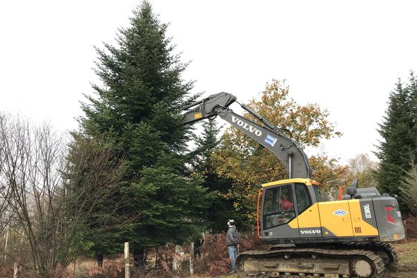 L'arbre a été coupé ce lundi matin 16 novembre sur une exploitation de Saint-Etienne-la-Geneste en Corrèze