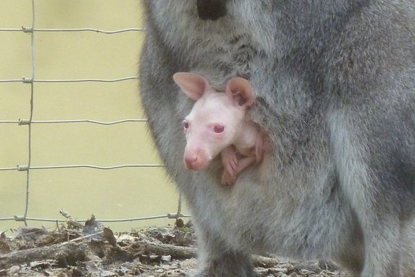 Le petit wallaby albinos finit sa gestation au chaud dans la poche de sa maman.