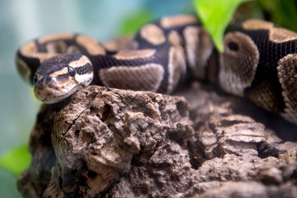 Image d'illustration. Des pythons royaux ont été attrapés près d'un lac dans le Bade-Wurtemberg en Allemagne