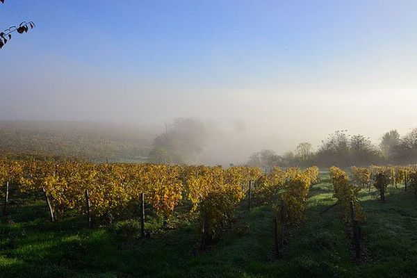 vignoble de Charente en novembre