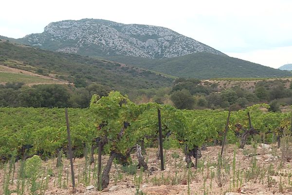 La cave coopérative de Rasiguères rachète les vignes des viticulteurs qui partent à la retraite