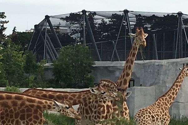 Les 15 girafes du Parc Zoologique de Paris constituent l'un des plus grands troupeaux captifs d'Europe.