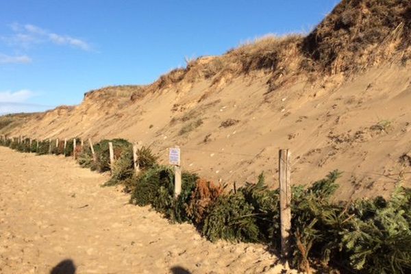 Des centaines de sapins de Noël ont été déposées au pied des dunes de Bois-Plage sur l'île de Ré pour les renforcer.