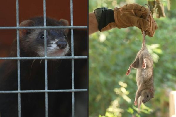 La Ville de Marseille mise sur le recrutement de furets pour se débarrasser des rats qui envahissent ses parcs.