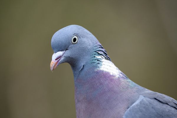 Les pigeons, parfois présents en nombre dans certaines communes, font l'objet de méthode de régulation.