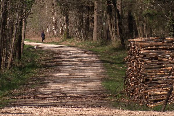 Prendre l'air met le cap sur la forêt de Saint-Sauvant dans la Vienne