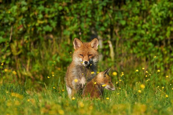 Renards, sangliers, cerfs, ragondins: la population de ces animaux est impactée par le confinement avec des conséquences multiples.