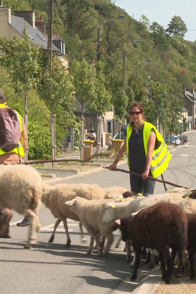 Transhumance des moutons de la bergerie associative Sors tes moutons, à Saint-Brieuc, le 22 août 2024