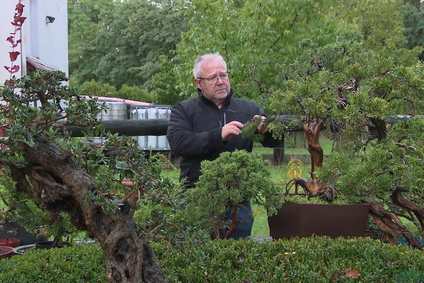 Daniel Heckel cultive près de 100 bonsaïs dans son jardin.