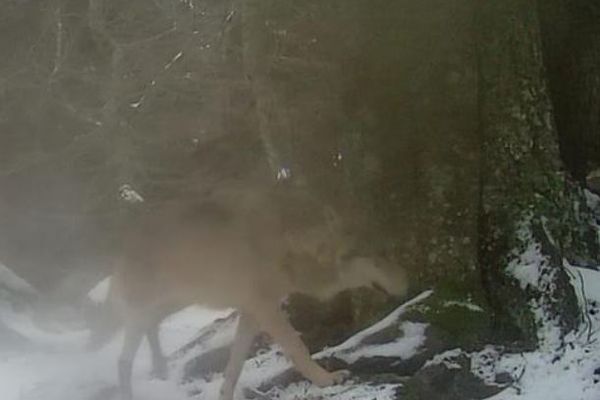 Ce loup nommé GW1909m par les scientifiques a été identifié en Catalogne par des pièges photographique pendant l'hiver 2022-2023.