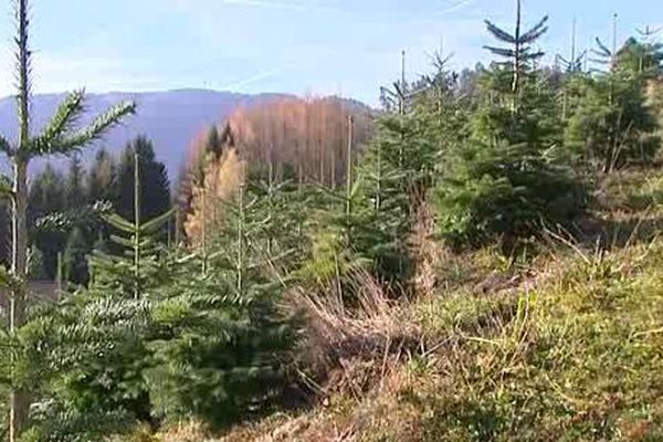 J'étais bien dans les Vosges !