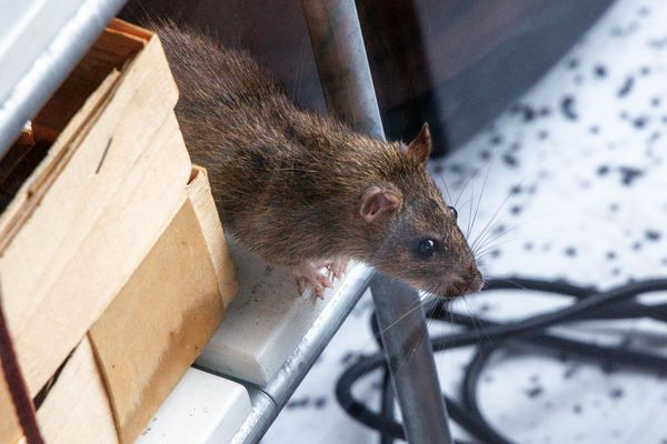 A Marseille, les rats sont partout, dans les parcs, dans les poubelles, et dans les écoles aussi.