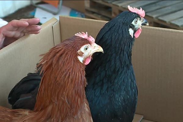 Pour deux poules achetées, un poulailler offert !