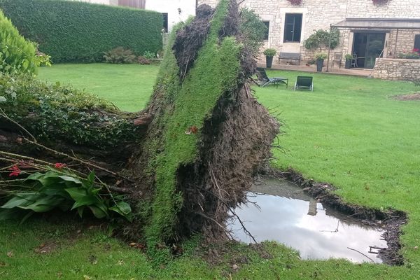 Un arbre déraciné à Etuz (Haute-Saône), symbole de la violence des intempéries.