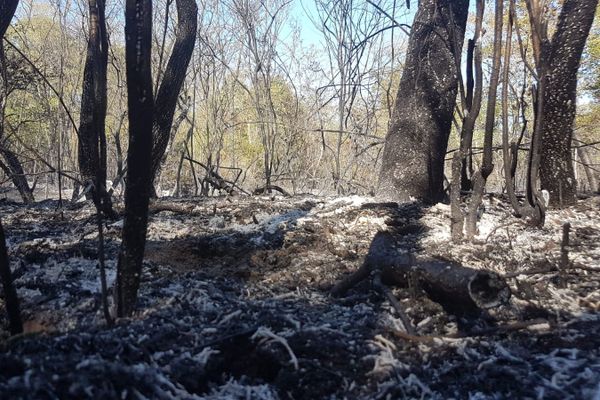 Le feu a dévasté une dizaine d'hectares de forêt entre Châteauneuf-sur-Loire et Sigloy.