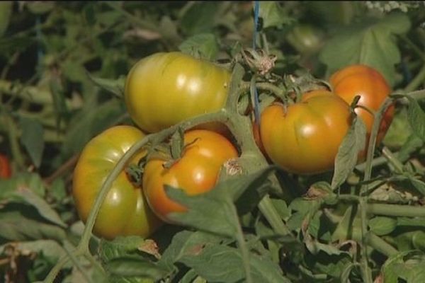 Bien meilleures les tomates bio ? 