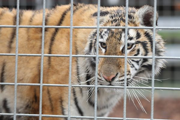 Un tigre en cage dans un cirque français