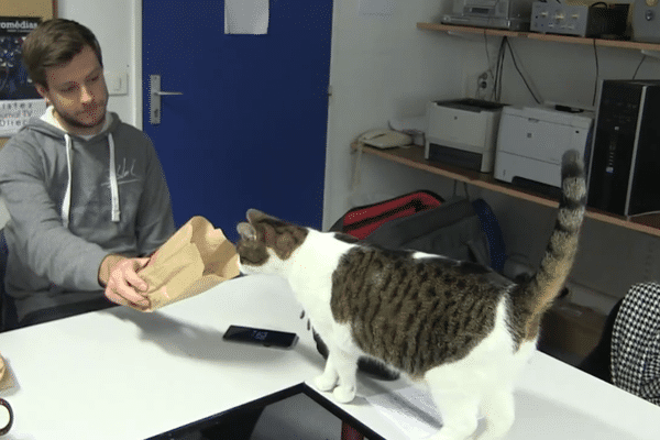 Un chat dans une salle de cours ? Les étudiants vous révèlent les histoires insolites du campus de Dijon.