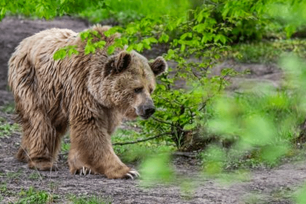 Cette année les constats de prédation de l'ours sur les troupeaux sont les plus faibles depuis 2019 à la même date, d'après la DDT de l'Ariège.