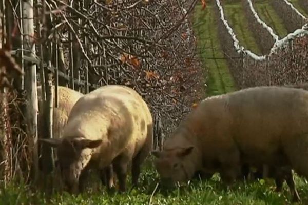 La pratique éco-pastorale n'est pas nouvelle mais est loin de se généraliser, le lycée agricole expérimente en ce sens.