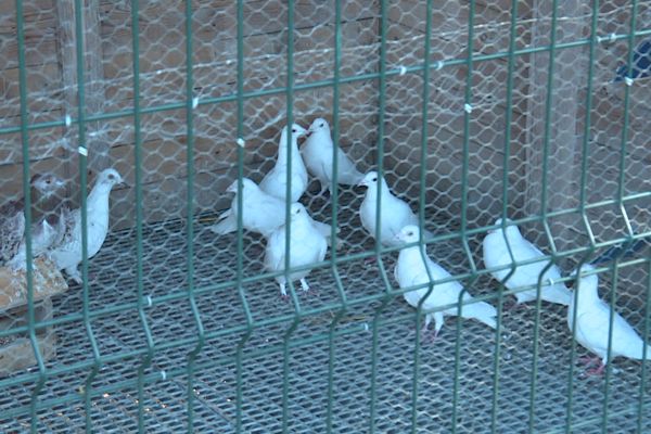 150 volatiles seront abattus dans les prochains jours en raison de plusieurs cas de grippe aviaire sur le domaine des oiseaux.