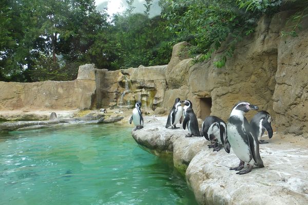 Arrivée de manchots au zoo d'Amiens