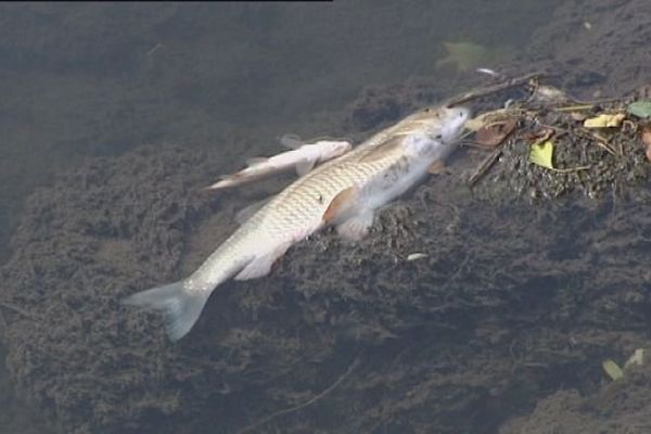 Des poissons ventre en l'air : c'est la pollution de la Vallière à Montmorot, constatée le 8 juillet