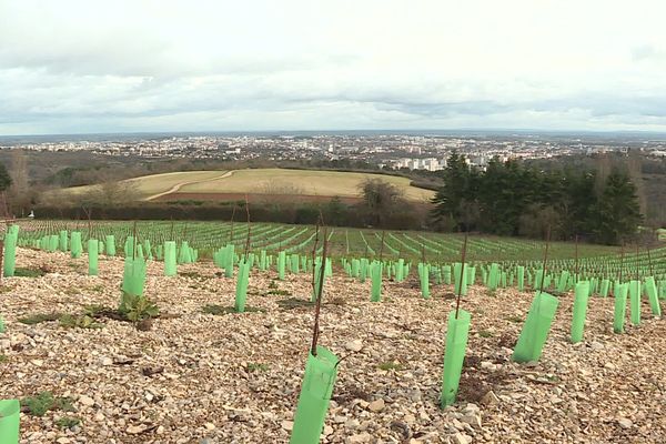 Vignes au dessus de Dijon