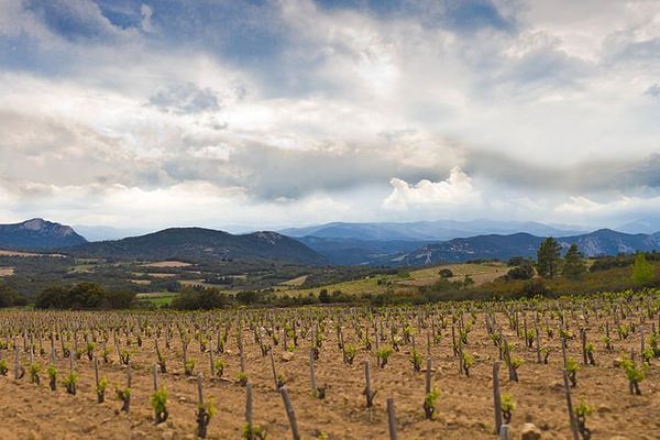 Vignoble de Lesquerde, Côtes-du-roussillon villages.