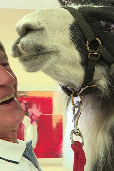 La belle rencontre entre Jules le lama et les personnes âgées dans un Ehpad à Ollioules dans le Var.